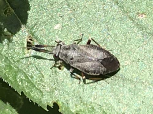 Heterocordylus sp.